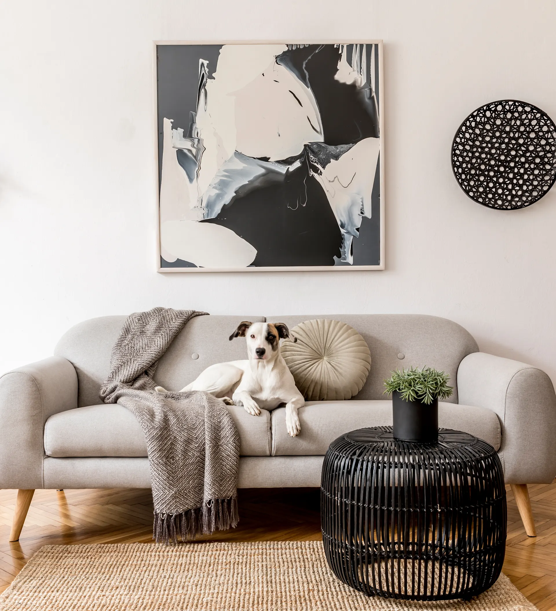 dog laying on living room couch